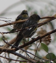 Setophaga coronata coronata × auduboni
