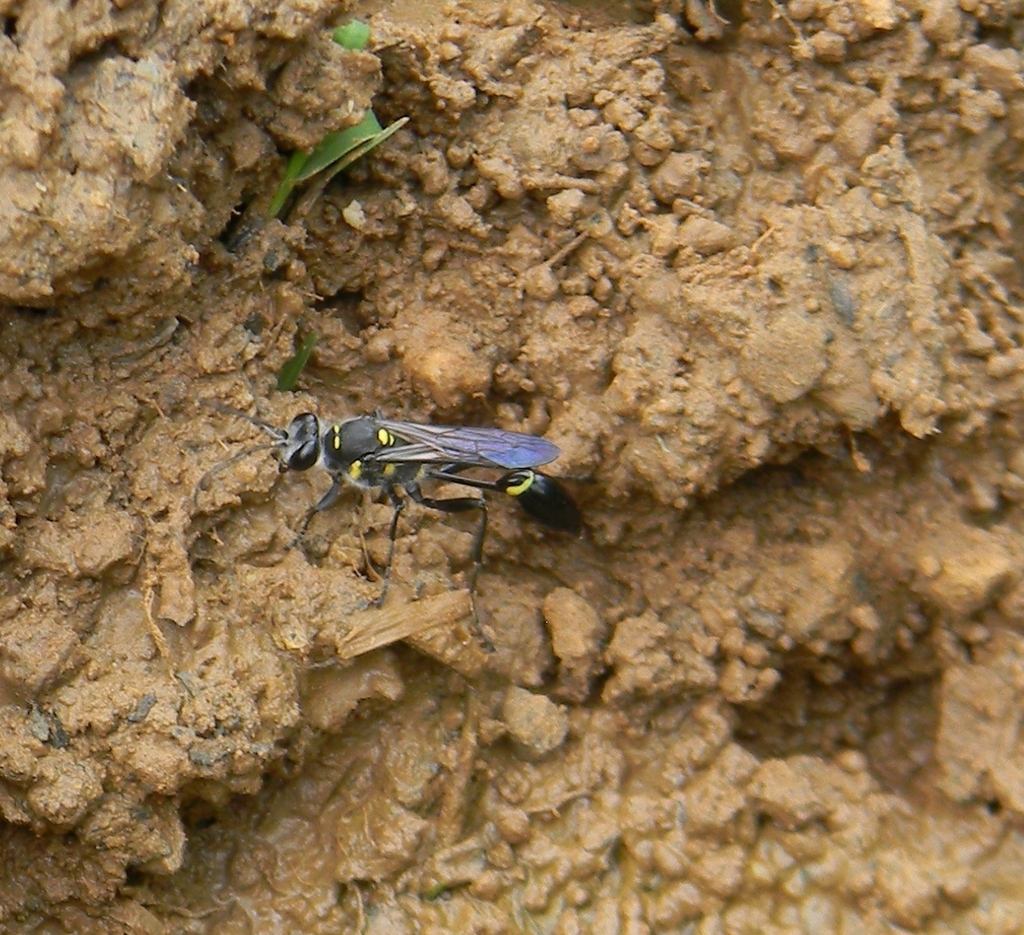 Sceliphron argentifrons