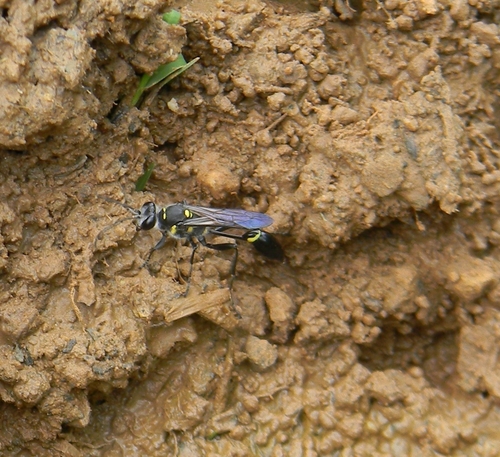 Sceliphron argentifrons