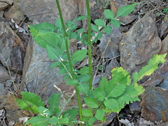 Cephalaria ambrosioides