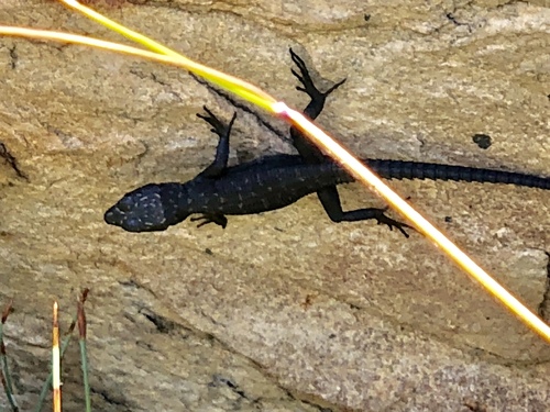 Cape Cliff Lizard, Hemicordylus capensis