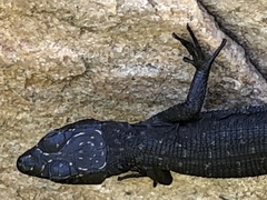 Hemicordylus capensis