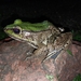 Amazon River Frog - Photo (c) Saifudeen Muhammad, some rights reserved (CC BY-NC), uploaded by Saifudeen Muhammad
