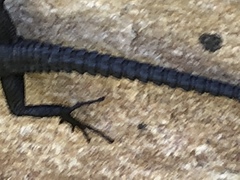 Hemicordylus capensis