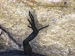 Hemicordylus capensis