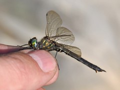 Somatochlora alpestris
