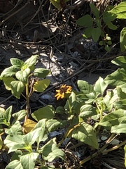 Helianthus debilis image