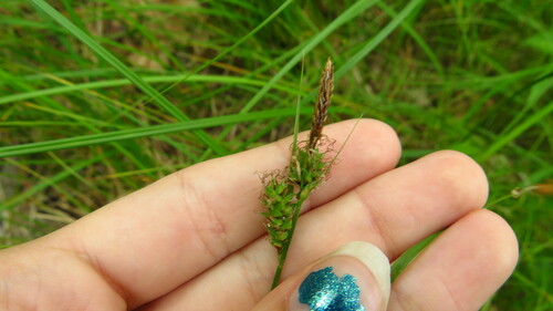 Image of Carex vestita by (c) Alex Karasoulos, some rights reserved (CC BY)