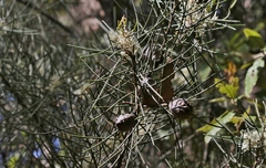 Hakea lissosperma