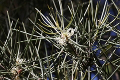 Hakea lissosperma