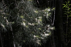 Hakea lissosperma