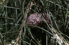 Hakea lissosperma
