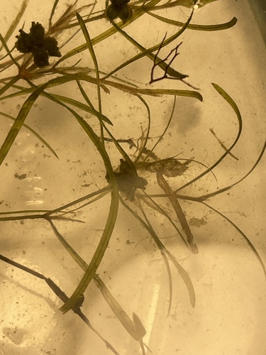 Image of Potamogeton foliosus by (c) Daniel J. Layton, some rights reserved (CC BY)