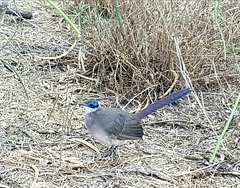 Coua ruficeps olivaceiceps