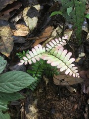 Adiantum terminatum