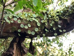 Peperomia rotundifolia