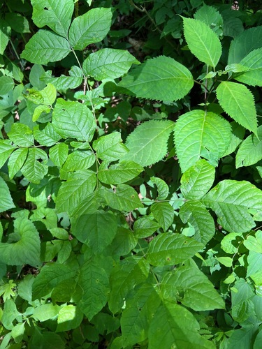 Image of Fraxinus biltmoreana by (c) sblumen, some rights reserved (CC BY)