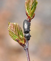 Paraphotistus impressus