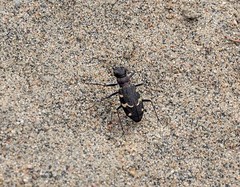 Cicindela sylvatica