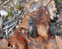 Paraphotistus impressus