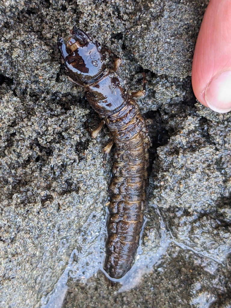 dobsonfly