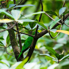 Chrysococcyx cupreus insularum