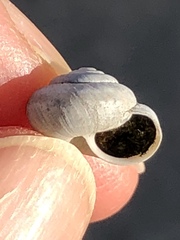 Praticolella griseola