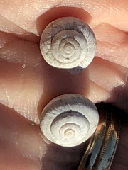 Praticolella griseola