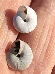 Praticolella griseola