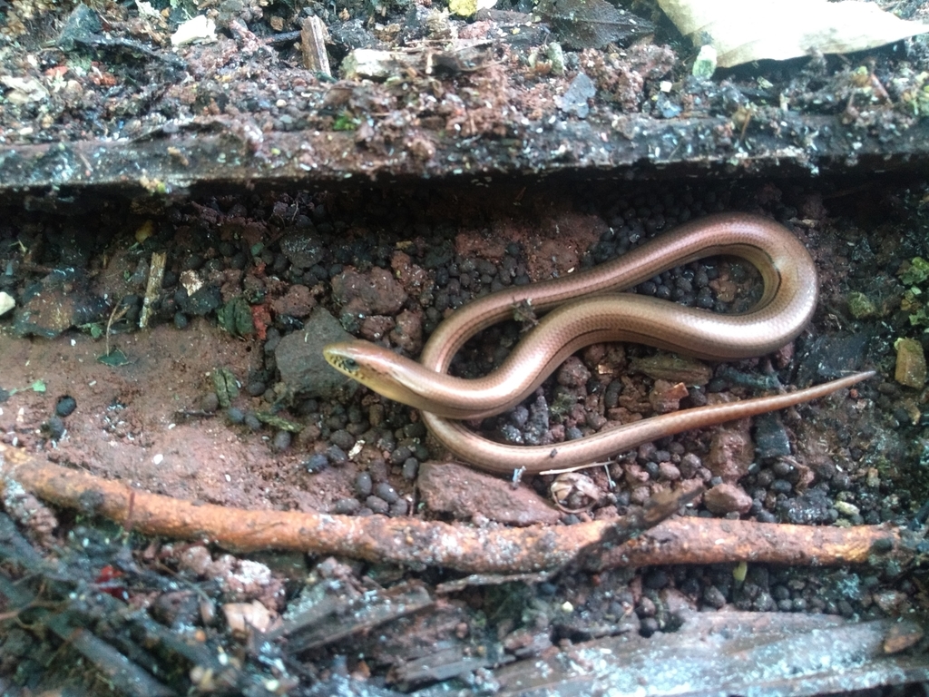Fragile Worm Lizard