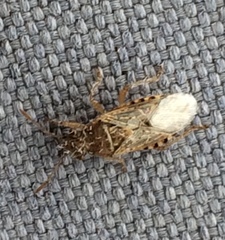 Liorhyssus