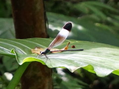 Psolodesmus mandarinus mandarinus