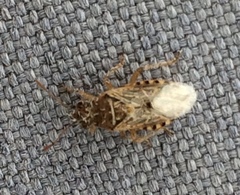 Liorhyssus