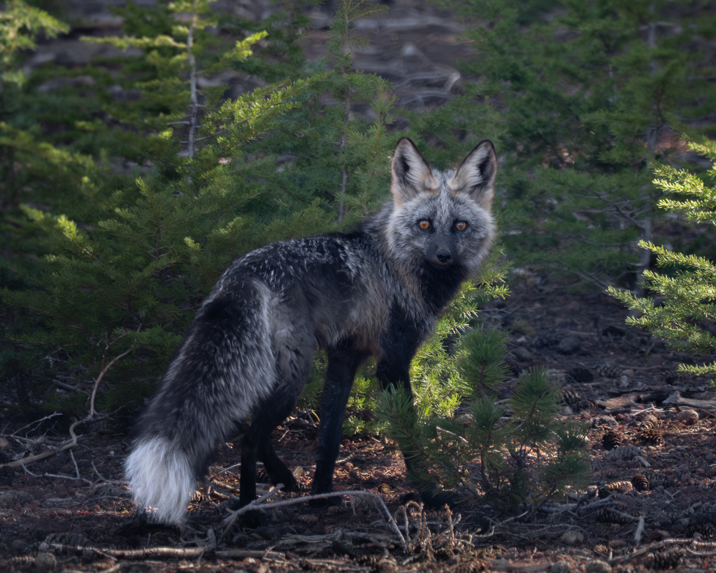 Red Fox