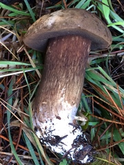 Porphyrellus