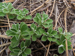 Antennaria marginata
