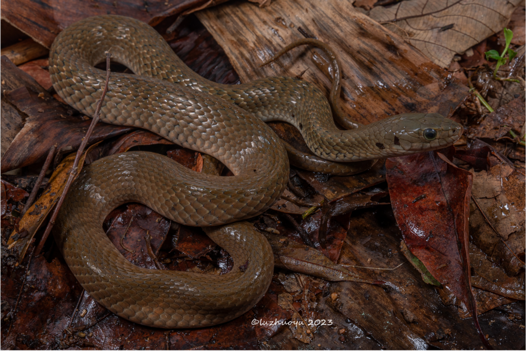 Olive Keelback Watersnake