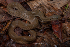 Yunnan Olive Keelback photo 1