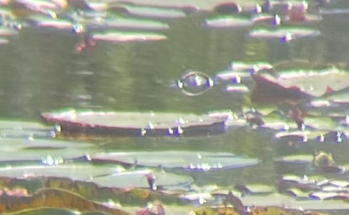 American Alligator photographed in Oklahoma