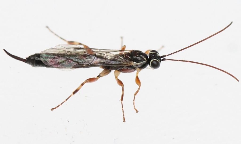 Clistopyga