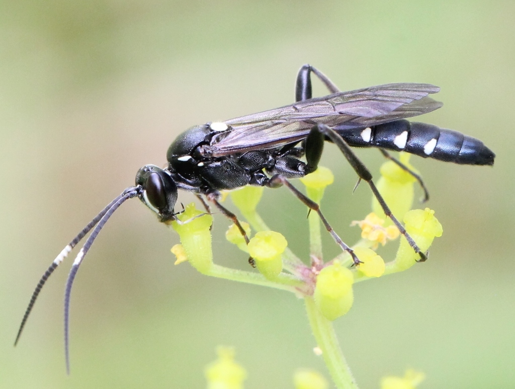 Coelichneumon cyaniventris