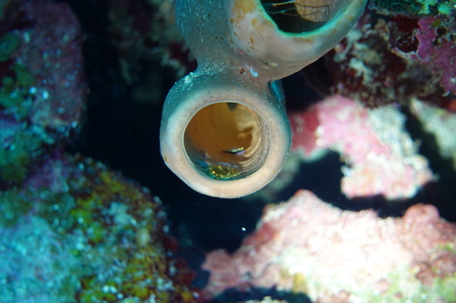 Spotlight goby (Elacatinus louisae) — Gobiidae — 4