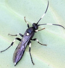 Ichneumon deliratorius