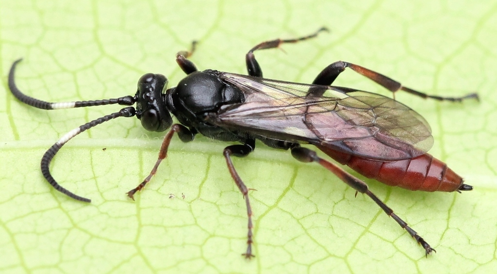 Coelichneumon haemorrhoidalis