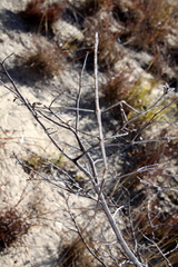 Achrioptera impennis