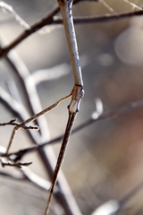 Achrioptera impennis