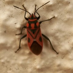 Graptostethus servus