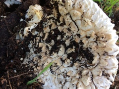 Amanita magniverrucata