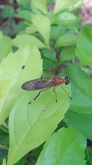 Ptecticus testaceus