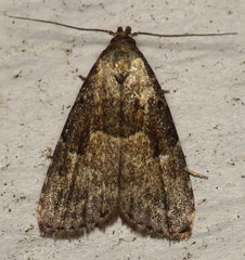 Hypenodes franclemonti